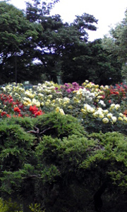 公園のバラ1.jpg