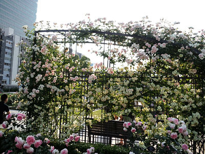 中之島薔薇園07.jpg
