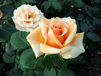 中之島薔薇園12.jpg