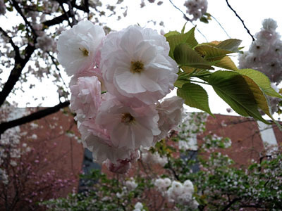 ʂ蔲2016_02.jpg