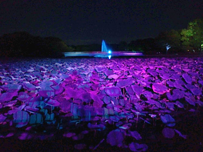 長居植物園ナイトガーデン09.jpg